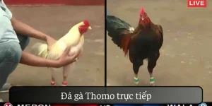 Đá Gà Thomo Trực Tiếp Cảm Nhận Không Khí Kịch Tính Tại 33WIN