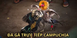 Đá Gà Trực Tiếp Campuchia - Soi Kèo Chọi Kê 33WIN Đẳng Cấp