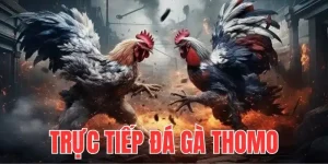 Trực Tiếp Đá Gà Thomo 33Win - Trải Nghiệm Mãn Nhãn 2025