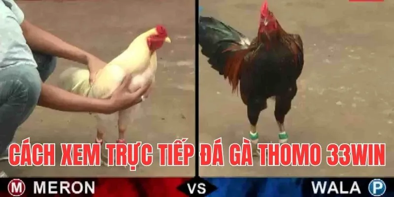 Hướng dẫn xem phát sóng trực tiếp chọi gà Thomo 